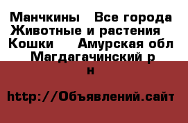 Манчкины - Все города Животные и растения » Кошки   . Амурская обл.,Магдагачинский р-н